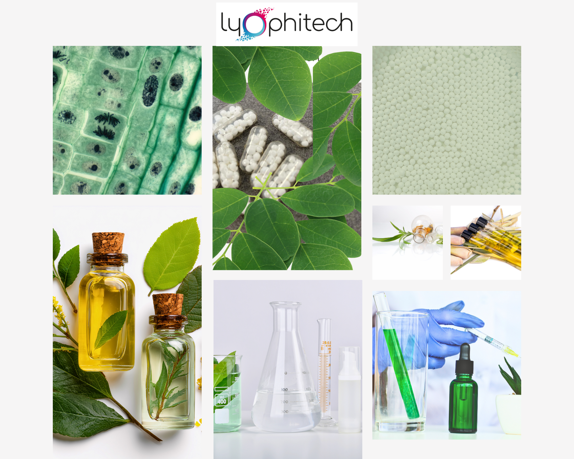 🌿 Séchage des ingrédients naturels : faut-il encore choisir entre efficacité et intégrité ?